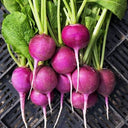 Purple Plum Radish — from Jyoti's Seeds 4 Change