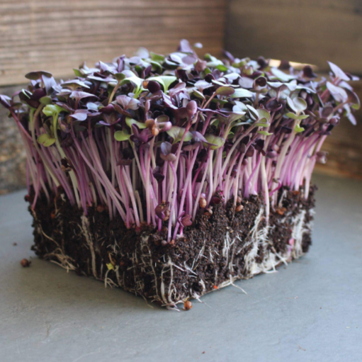 Purple Radish Sprouts