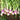 Purple Top Turnips— from Jyoti's Seeds 4 Change