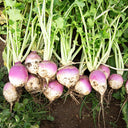 Purple Top Turnips— from Jyoti's Seeds 4 Change