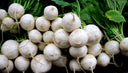 Salad Turnips