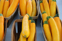 Zucchini - Stuart Kramer