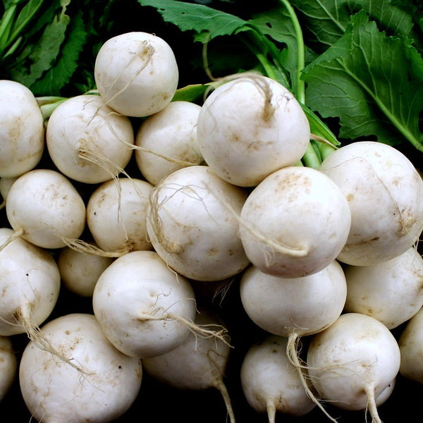 Hakuri Salad Turnips - Groundwork