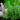Fresh Rosemary - Abundant Life Organic