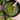 Salsa Verde