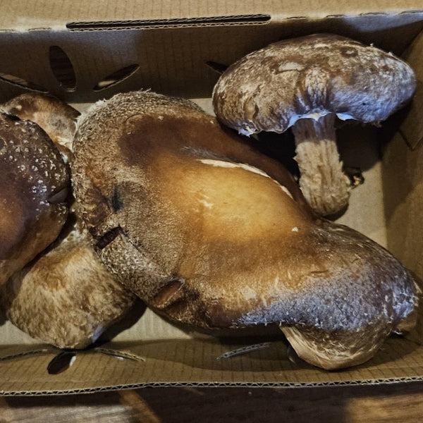 Shiitake Mushrooms