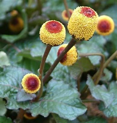 Spilanthes - Thistle Whistle