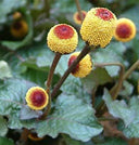 Spilanthes - Thistle Whistle
