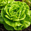 Summer Bibb Lettuce Heads - Seeds for Change