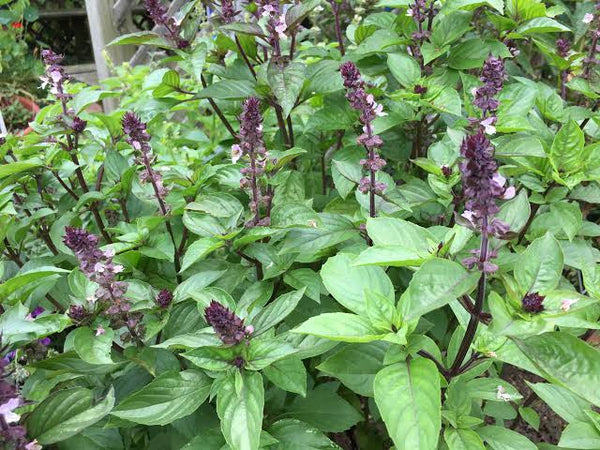 Thai Basil- Stuart Kramer