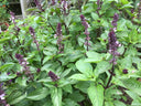 Thai Basil- Stuart Kramer