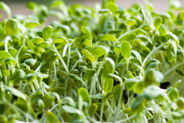 Sunflower Sprouts - Farm on Maple Drive