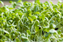 Sunflower Sprouts - Farm on Maple Drive
