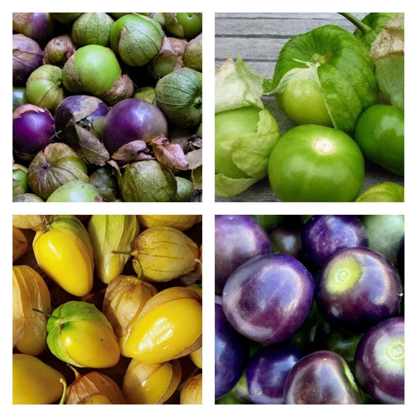 Chupon Tomatillos - Farm on Maple Drive