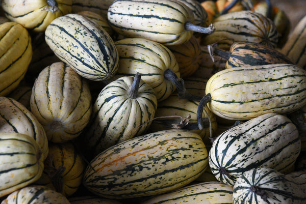 Delicata Squash - Pantoja's Farm