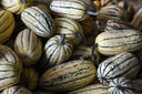 Delicata Squash - Pantoja's Farm