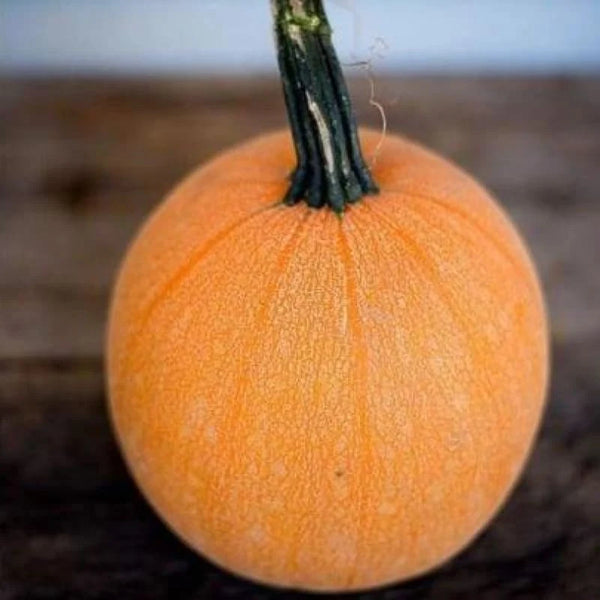 Winter Squash — from Farm on Maple Drive