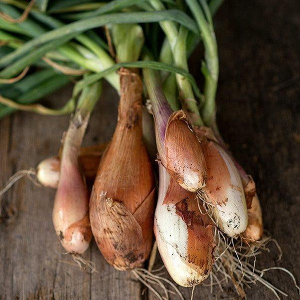 Green Shallots - Thistle Whistle
