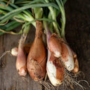 Green Shallots - Thistle Whistle