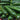 Green Zucchini - Pantoja's Farm