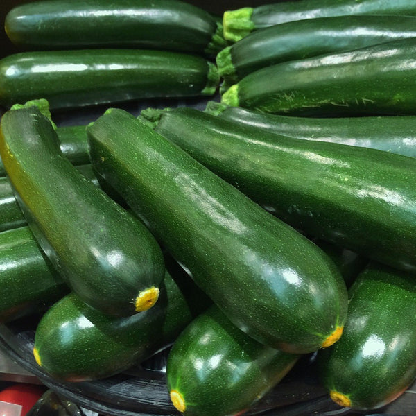 Green Zucchini - Pantoja's Farm