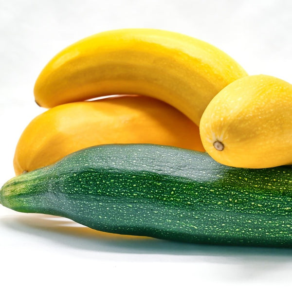 Yellow Summer Squash – The Living Farm