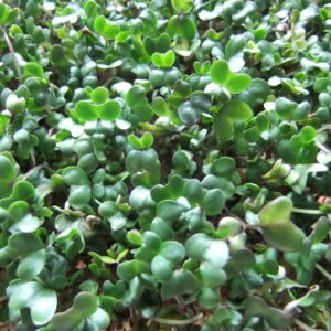 Broccoli Sprouts - Large