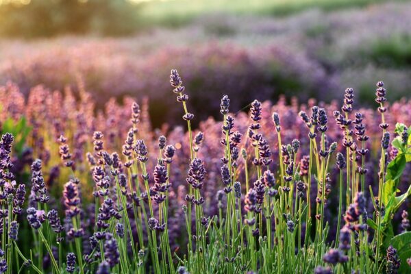 4 oz Lavender Hydrosol - Image 3