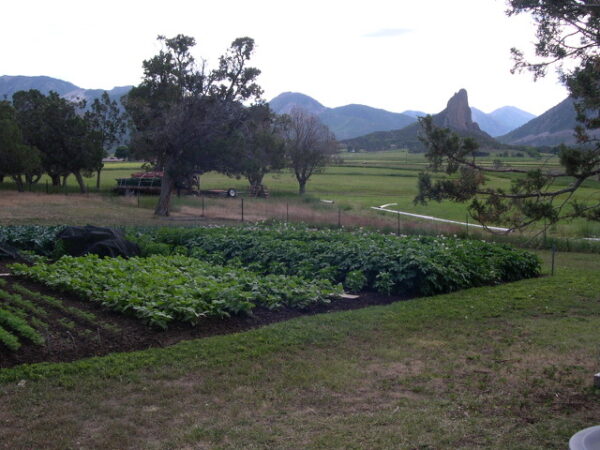 Organically Grown Rocky Mountain Russet - Image 2