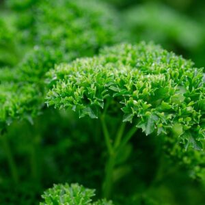 Organically Grown Parsley Bunch