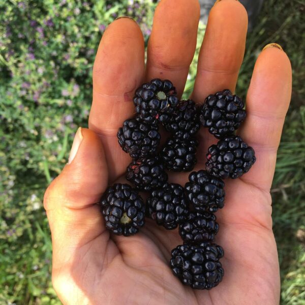Organic Fresh Blackberries - Image 3