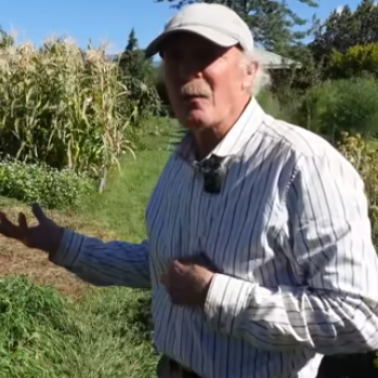 Organically Grown Spinach - Image 2