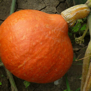Organically Grown Red Kuri Squash
