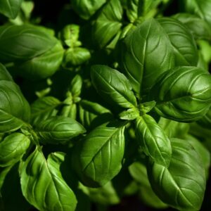 Organically Grown Basil - 1 lb