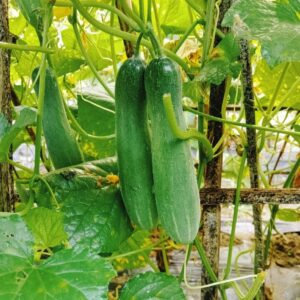 Organically Grown Cucumbers