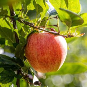 Organic Gala Apples