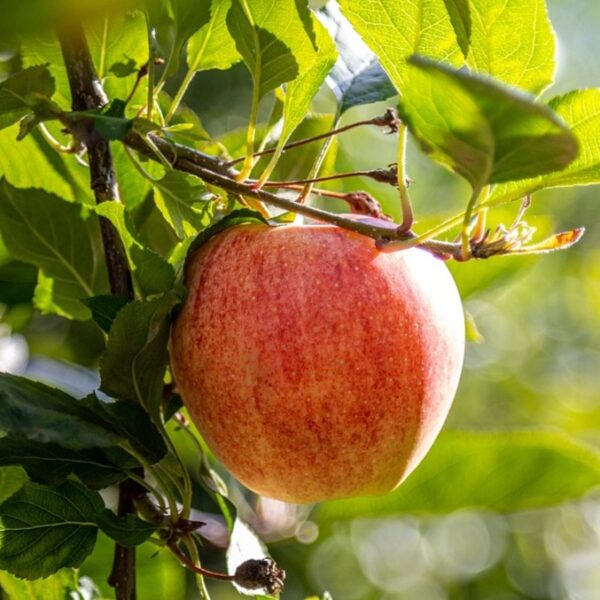 Organic Gala Apples