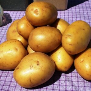 Organically Grown German Butterball Potatoes