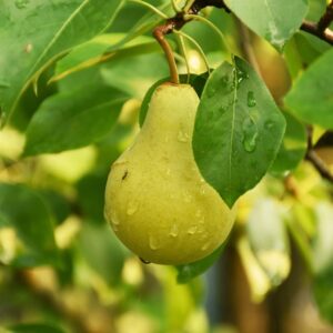 Certified Organic Harrow Sweet Pears