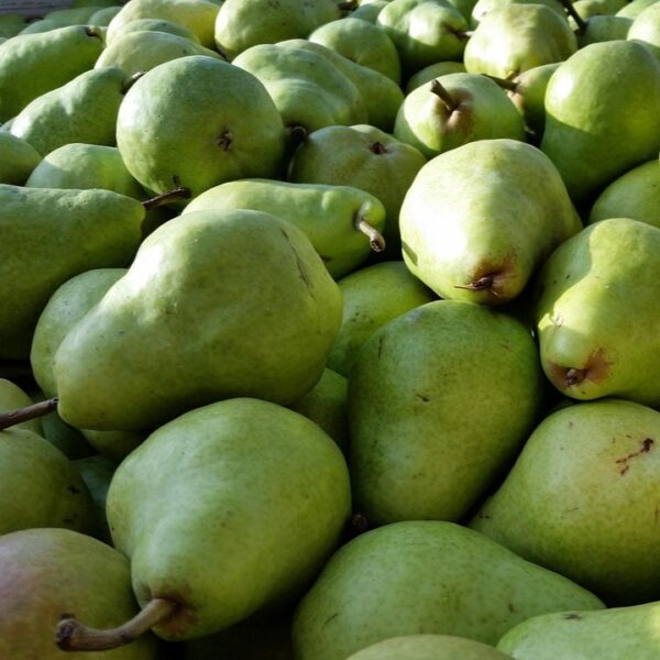 Certified Organic Harrow Sweet Pears - 20 lb Case