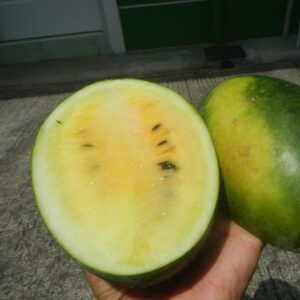 Organically Grown Yellow Flesh Watermelon