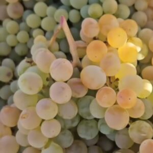 Organically Grown Lakemont Grapes