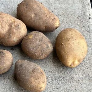 Organically Grown Rocky Mountain Russet