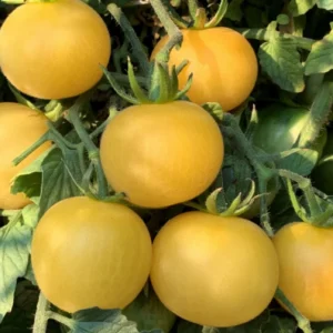 Organically Grown Wapsipinocon Peach Tomatoes