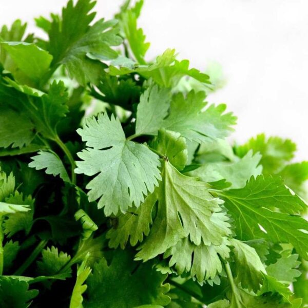 Certified Organic Cilantro Bunch