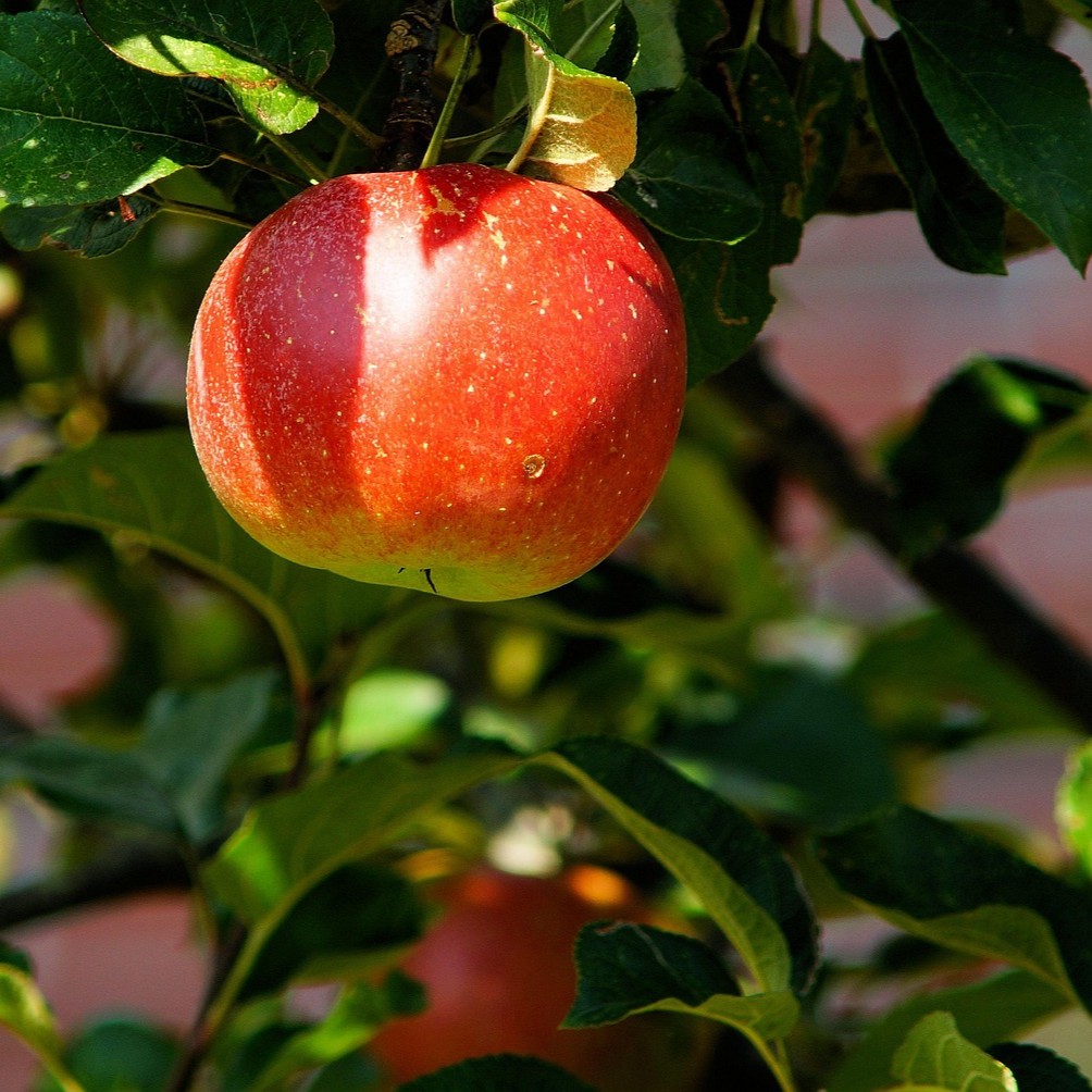 Certified Organic Jonagold Apples