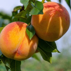 Organically Grown Big George Peaches