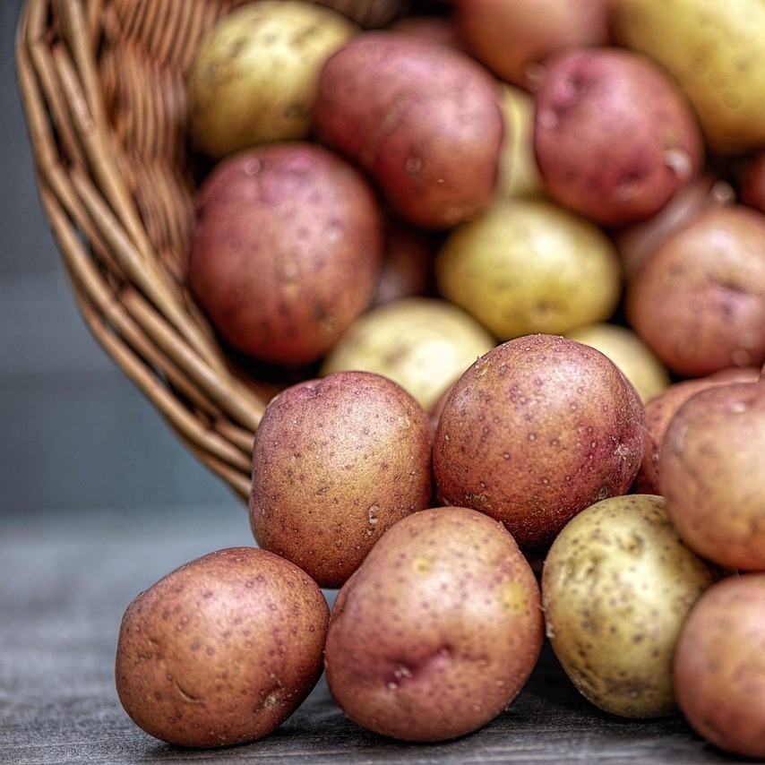 Certified Organic Red Potatoes