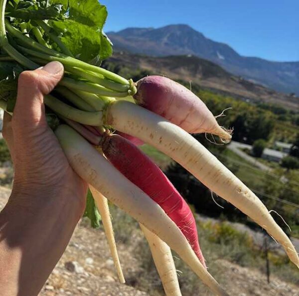 Organically Grown Mixed Radish Bundle
