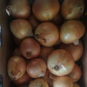 Certified Naturally Grown Yellow Sweet Onions